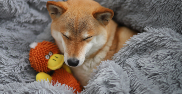Where to buy Super Floki: SLOKI beats Floki Inu