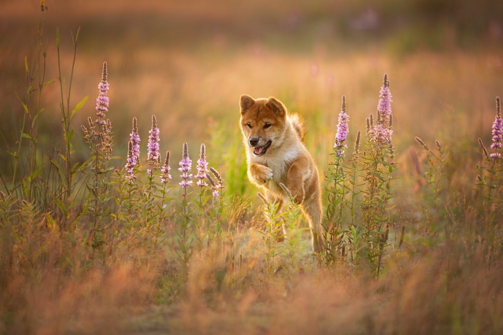 Meme coins are back, Shiba and Doge fly up?  eh… no